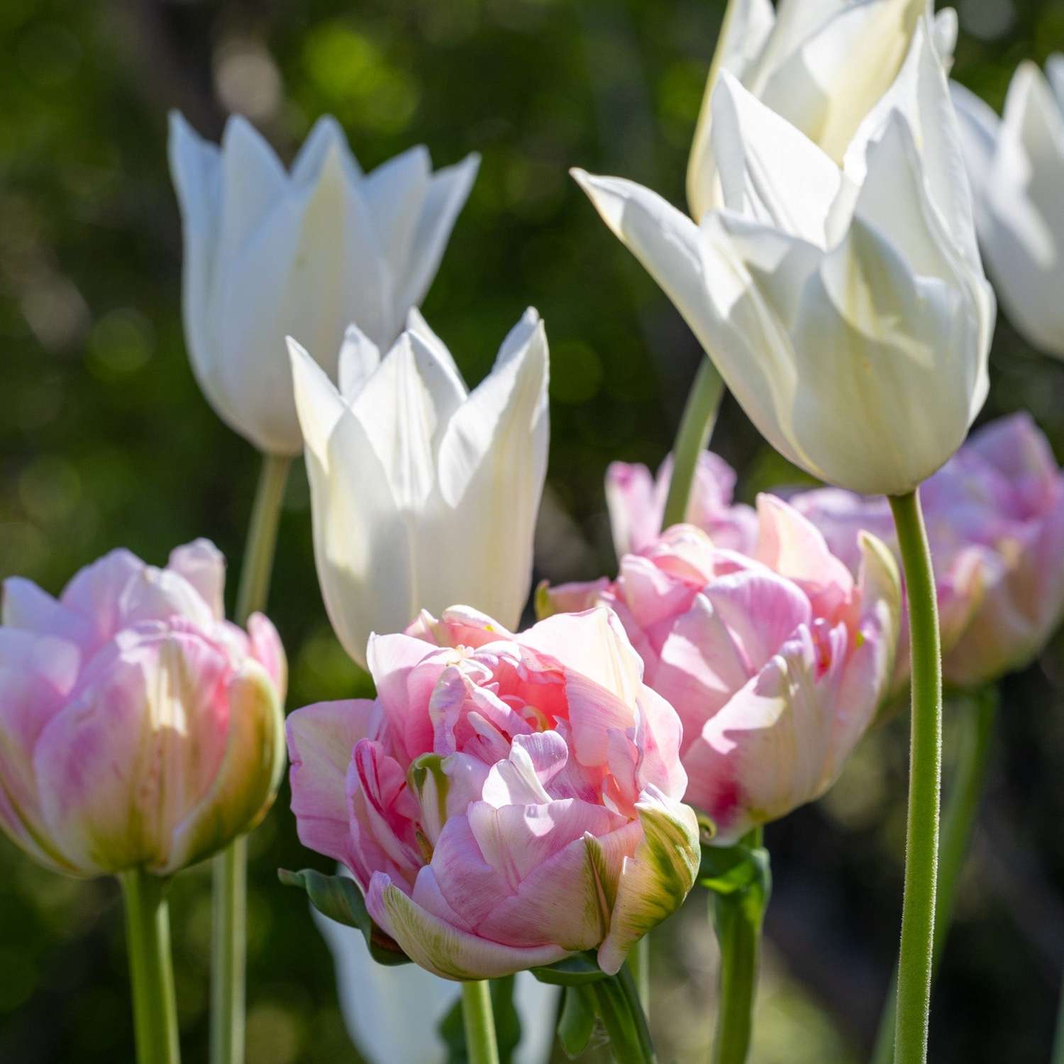 Mélange de tulipes 'Mary'